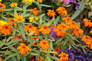 Zinnia x ‘Star orange’