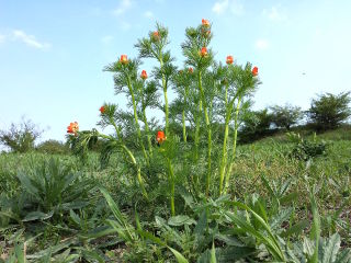 Adonis aestivalis, adonide d'été