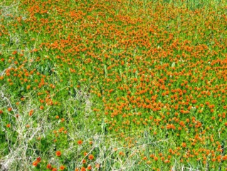 Adonis aestivalis dans un champ agricole