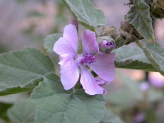 Guimauve officinale, Althea officinalis