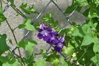 Azarina scandens