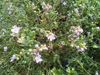 Boronia crenulata - fleurs et feuillage