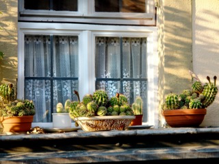 Cactées au bord d'une fenêtre