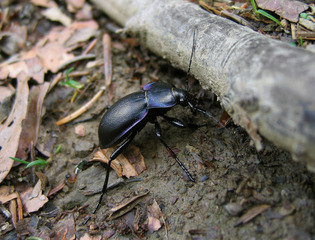 Carabe des bois