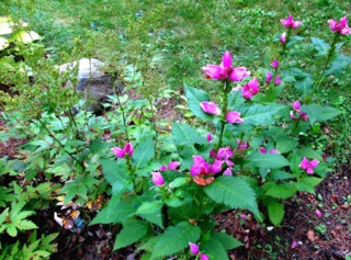 Galane oblique, Chelone obliqua