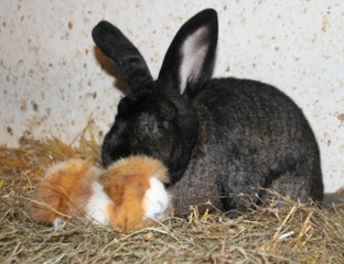 Lapin et cochon d'Inde
