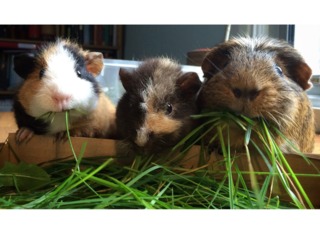 Cochons d'Inde