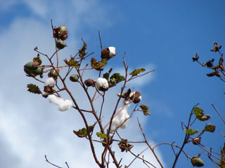 Cotonnier en hiver