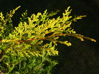 Cupressocyparis leylandii 'Castlewellan Gold'