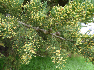 Cupressus macrocarpa : cônes et chatons