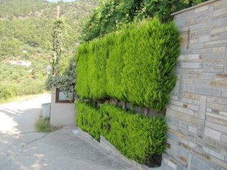 Cupressus macrocarpa en haie