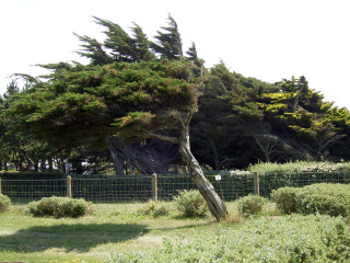 Cupressus macrocarpa, cyprès de Lambert exposé au vent