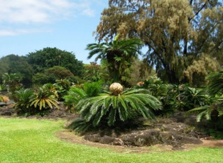 Cyca revoluta