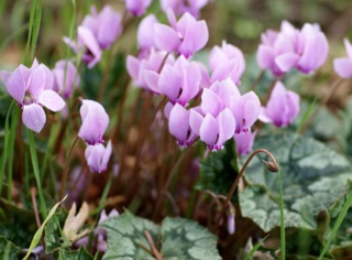 Cyclamen purpurascens, cyclamen d'Europe