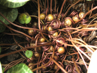 Cyclamen purpurascens - Fruits