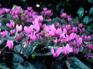 Cyclamen purpurascens, cyclamen d'Europe