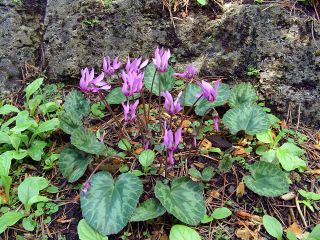 Cyclamen purpurascens, cyclamen d'Europe
