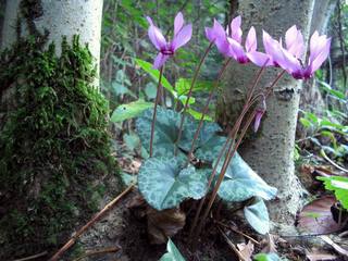 Cyclamen purpurascens, cyclamen d'Europe