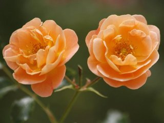 Décorosiers - Calizia