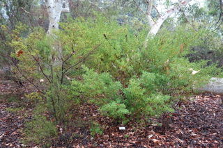 Eriostemon myoporoïdes, Philoteca myoporoïdes