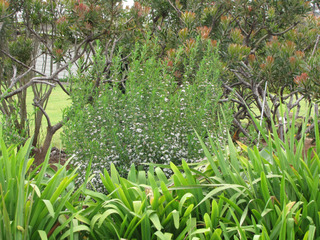 Eriostemon myoporoides en fleurs (au centre)