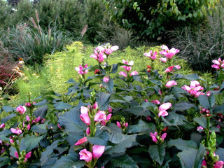 Galane oblique, Chelone oblica