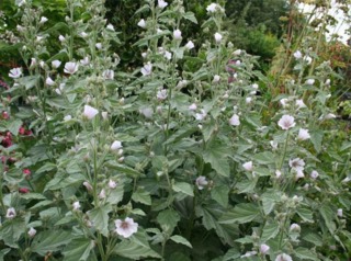 Guimauve officinale, Althea officinalis