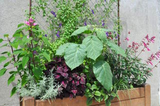Jardinière d'été pour habiller un mur