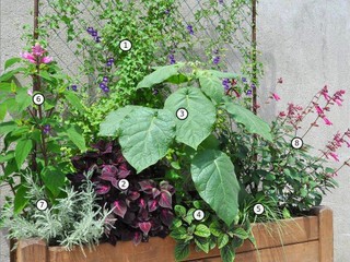 Jardinière d'été - composition