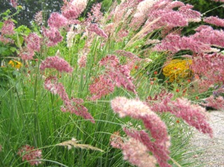 Melinis nerviglumis 'Savannah'