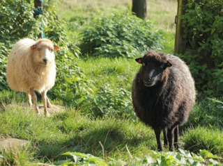 Moutons d'Ouessant