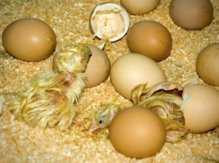 Eclosion des oeufs