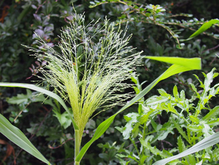 Panicum capillare : inflorescence