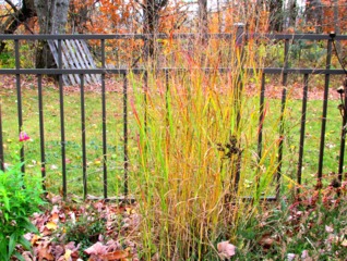 Panicum virgatum 'Shenandoah' en automne