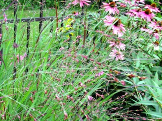 Panicum virgatum 'Shenandoah' et Echinacea