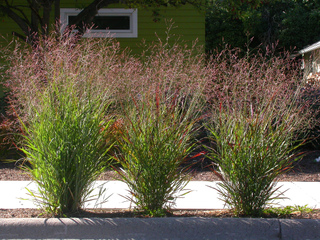 Panicum virgatum