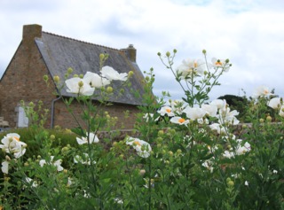 Romneya coulteri, pavot en arbre