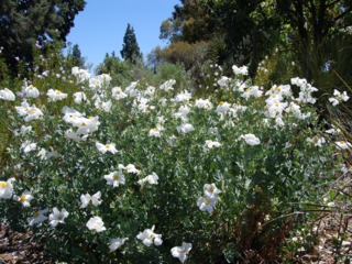 Romneya coulteri, pavot en arbre