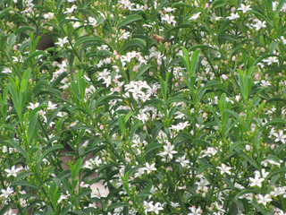 Philotheca myoporoides, Eriostemon myoporoides