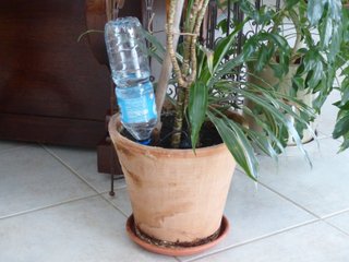 Plante en pot avec un goutteur bouteille