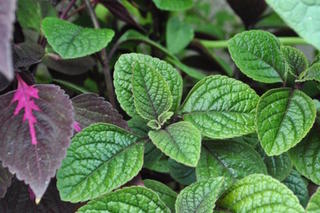 Plectranthus purpurea