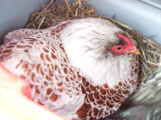 Poule couveuse
