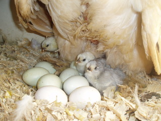 Poussins en élevage naturel
