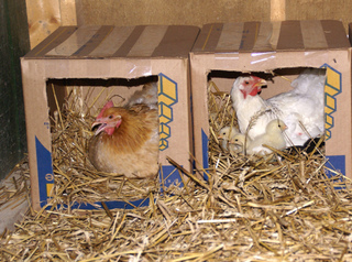 Poules couveuses dans leurs nids
