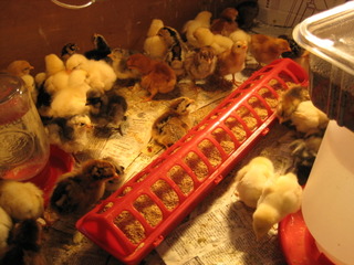 Poussins en élevage artificiel