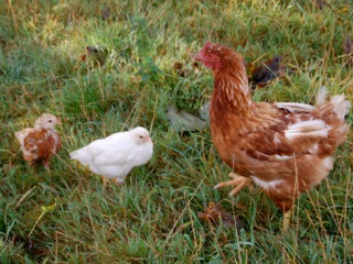 Poussins en extérieur