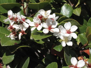 Raphiolepis umbellata
