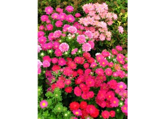 Callistephus chinensis, reine-marguerite