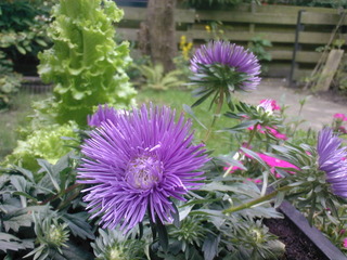 Reines-marguerites