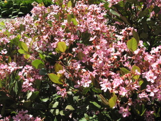 Rhaphiolepis indica 'Springtime'